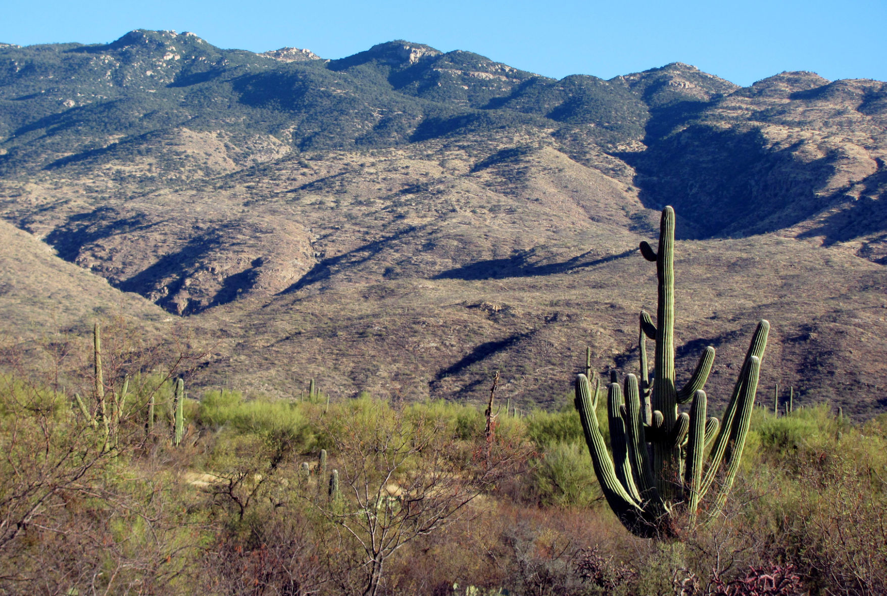 Saguaro National Park East